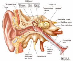 ear