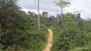 forest