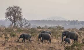 55 elephants starved to death in Zimbabwe
