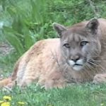 California man gets 1 month in jail for shooting mountain lion