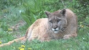 California man gets 1 month in jail for shooting mountain lion