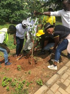 Cosgrove tree=plating exercise in progress