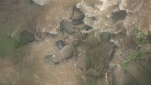 The elephants