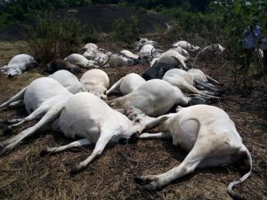 dead-cows