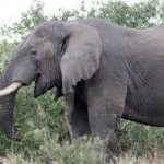 elephant