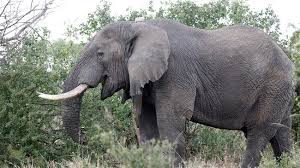 elephant