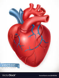 heart