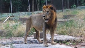 lion