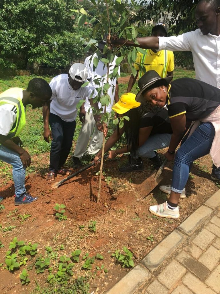 Cosgrove tree=plating exercise in progress