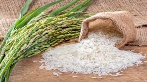 rice production in Nigeria