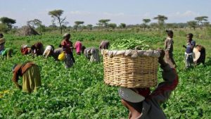 Farmers-Major-stakeholders-in-agriculture-768×432