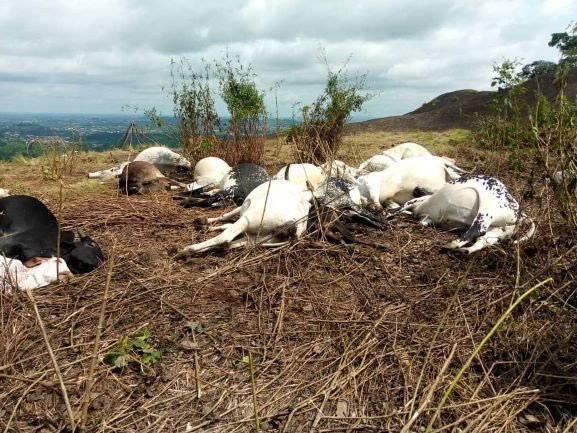 Lightning strike kills 19 cows in Osun community