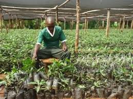 Kenya to plant 2bn tree seedlings by 2022