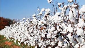 National Cotton Association of Nigeria