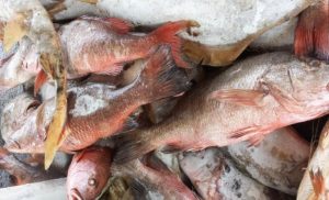 Oil-pollution-is-said-to-be-affecting-fish-business-in-Lagos-600×364