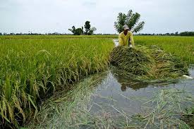 rice