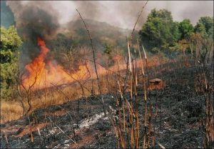 bush-burning-1