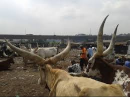 cow