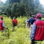 ndlea