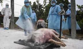 pig