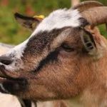 GOAT