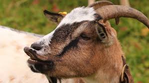 GOAT