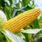 maize farm