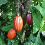 Cocoa