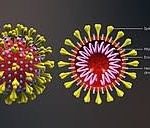 Coronavirus .joeg