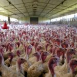 Turkey-farming