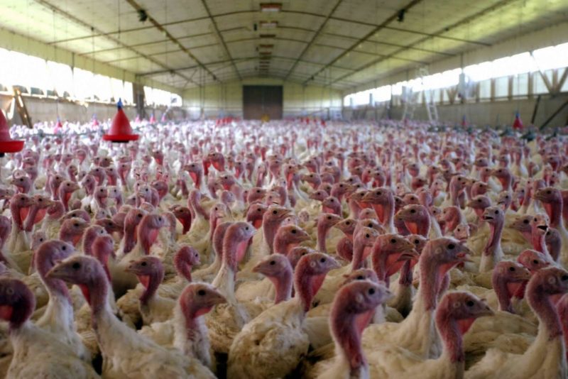 Turkey-farming