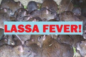 Lassa fever