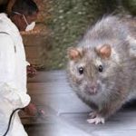 lassa fever