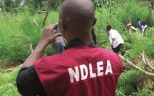 ndlea