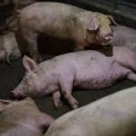 swine