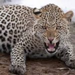 Wild leopard kills 9-year-old girl in Nepal