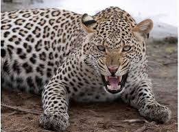 Wild leopard kills 9-year-old girl in Nepal