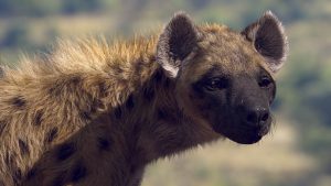 aritz-basauri-hyena-comp001