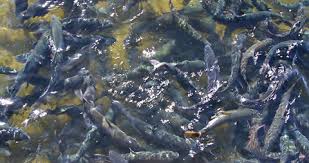 fish