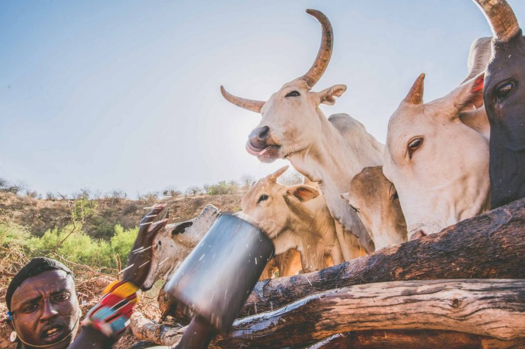 Samburu-singing-wells-Samburu-warrior-giving-water-to-cows-Photo-credit-Ami-Vitale-Alamy-1180×785
