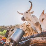 Samburu-singing-wells-Samburu-warrior-giving-water-to-cows-Photo-credit-Ami-Vitale-Alamy-1180×785