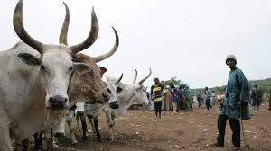 S’East- Only anti-open grazing law can end killings in South East -ADF