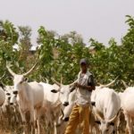 herdsmen-1-e1562013633773