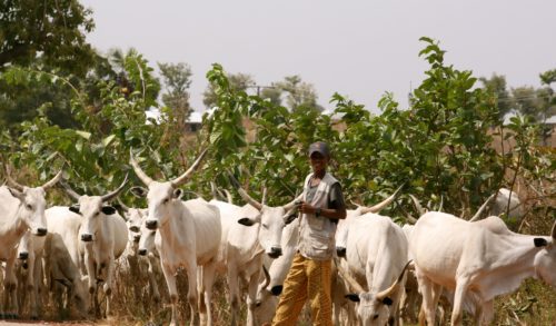 herdsmen-1-e1562013633773