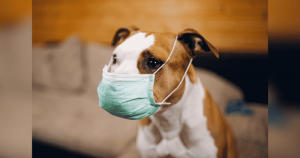 Stray dogs eating bat meat may have started pandemic, study says
