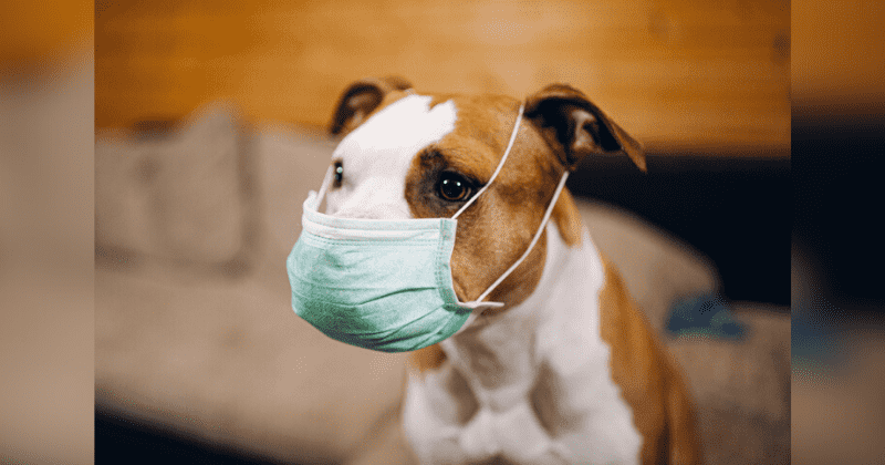 Stray dogs eating bat meat may have started pandemic, study says