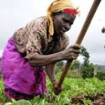 Agriculture set for a turnaround despite COVID-19 –Experts