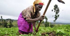 Agriculture set for a turnaround despite COVID-19 –Experts