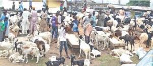 amimal market
