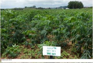 cassava-plantation